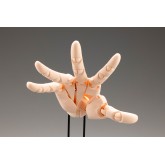 Takahiro Kagami : Artist Support Item Hand Model/R-Pale Orange